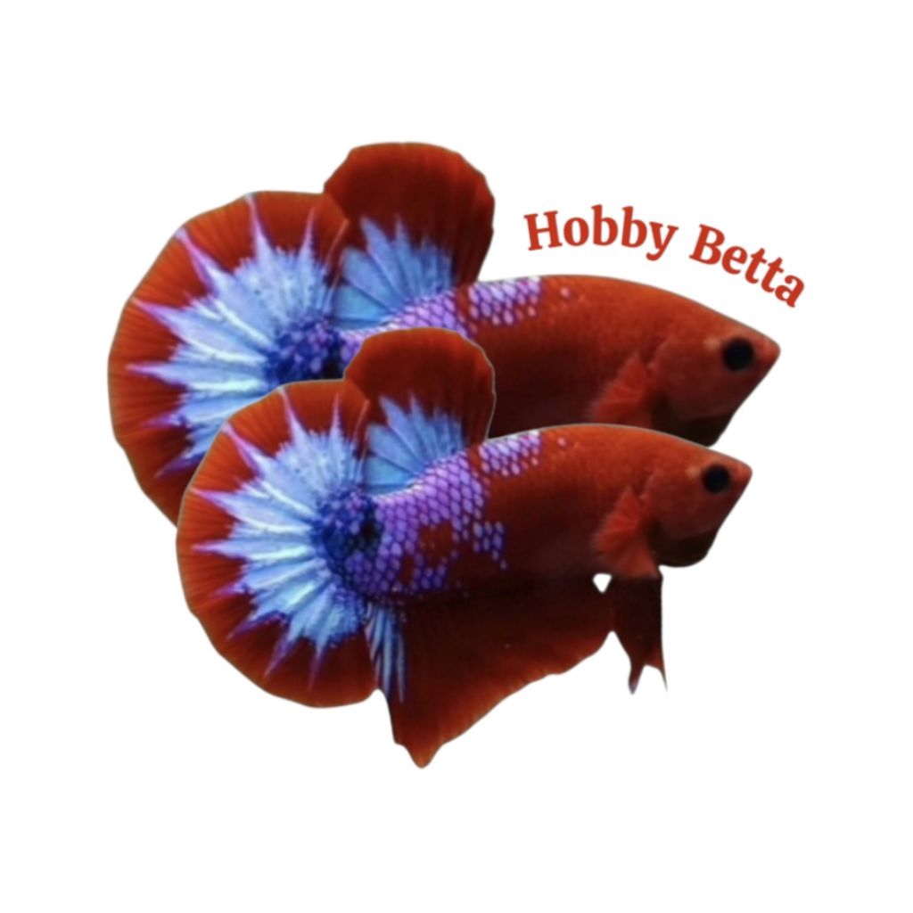 CUPANG RED HELLBOY + PLAKAT RED HELLBOY GRADE A+