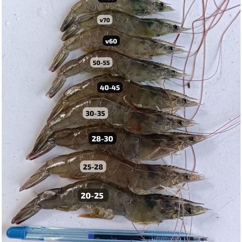 Udang Vaname Size 50 | 250gr | 500gr | 1kg