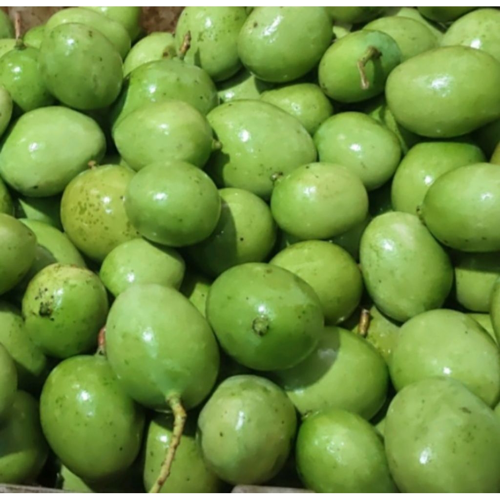 mangga muda indramayu 500gram kecil kriuk fresh