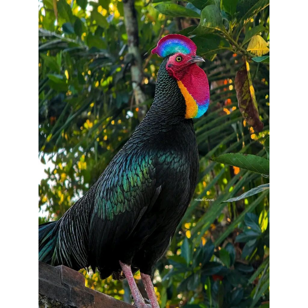 telur fress ayam hutan hijau