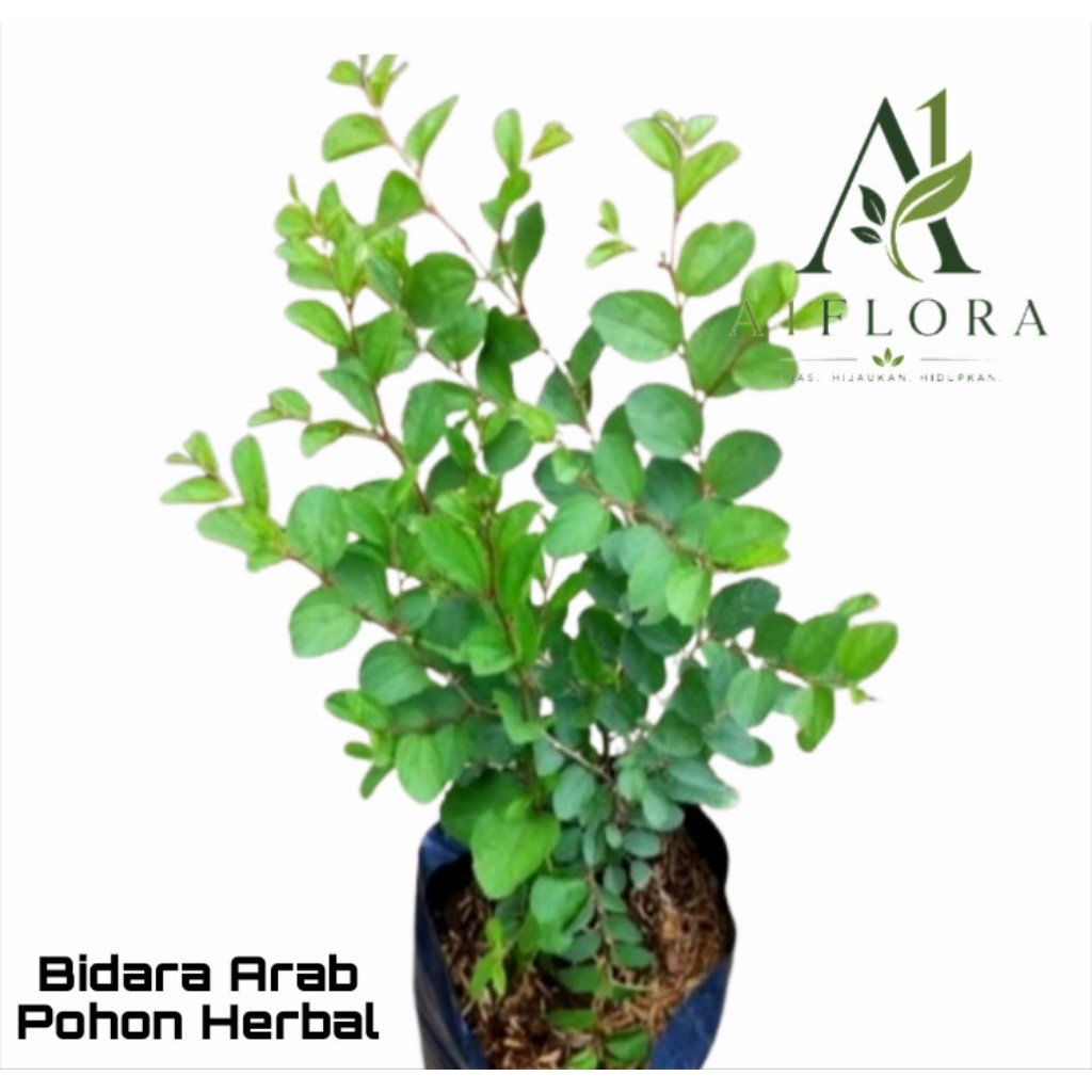Tanaman Herbal Daun Bidara Arab/Pohon Herbal Bidara Arab/Bidara Arab