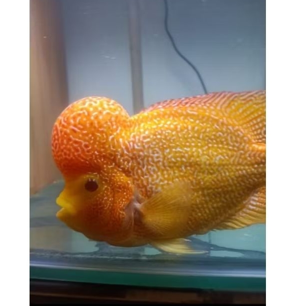 Burayak Louhan GB size 5-7cm