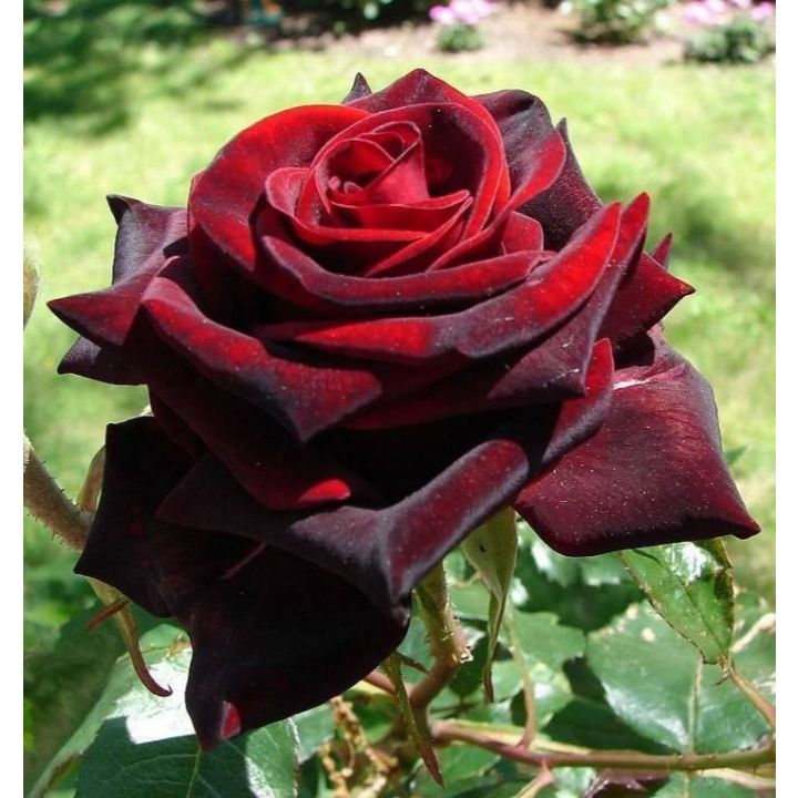 Bibit mawar hitam blackroses