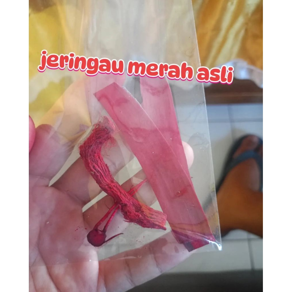 jeringau merah Kalimantan asli ( wangi jeringau)