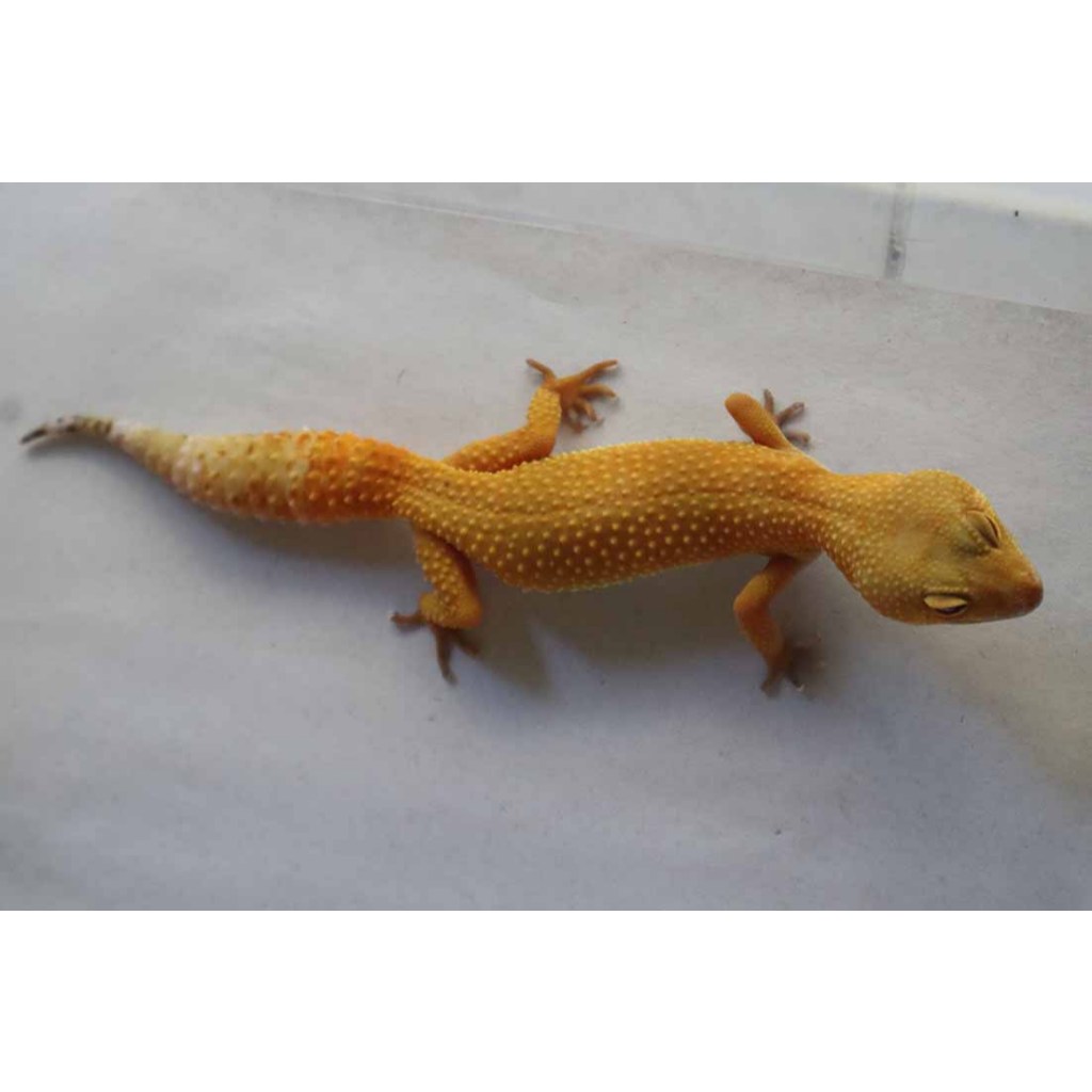 Mainan Leopard Gecko SHTCT Proven (WT12F)