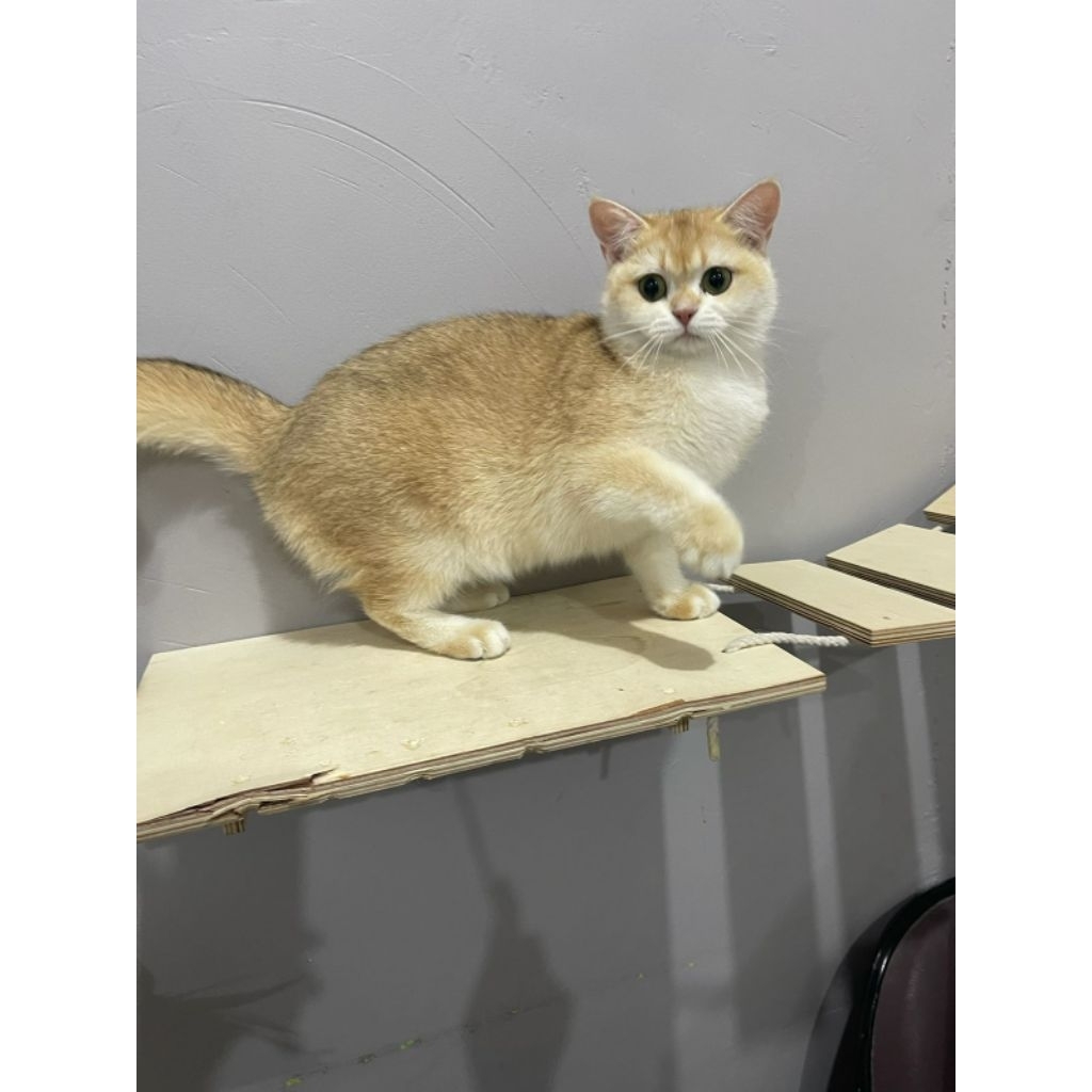 BSH betina golden