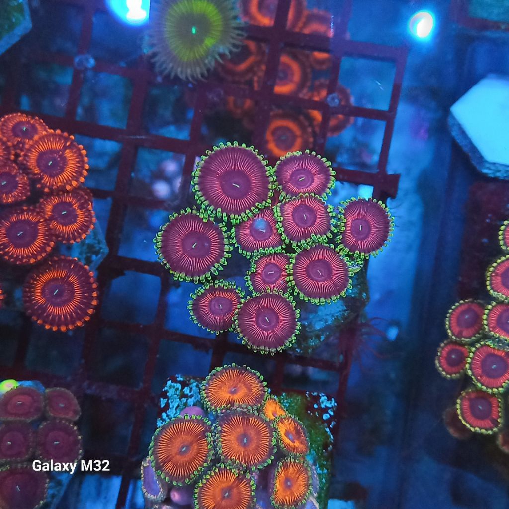 zoa frag 016