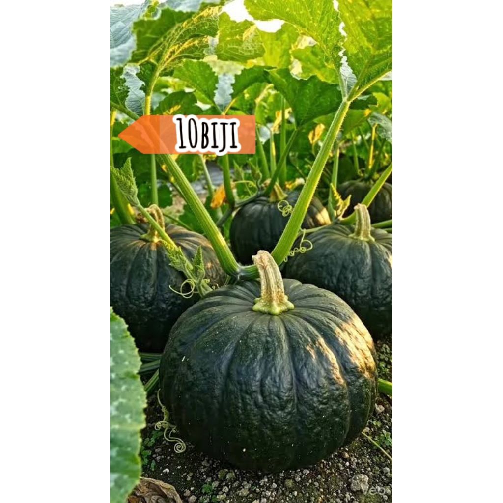 benih labu jepang kabocha