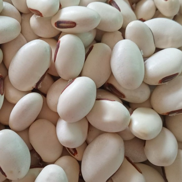 Kacang Koro Binong Pedang Mentah Kiloan 1 Kg