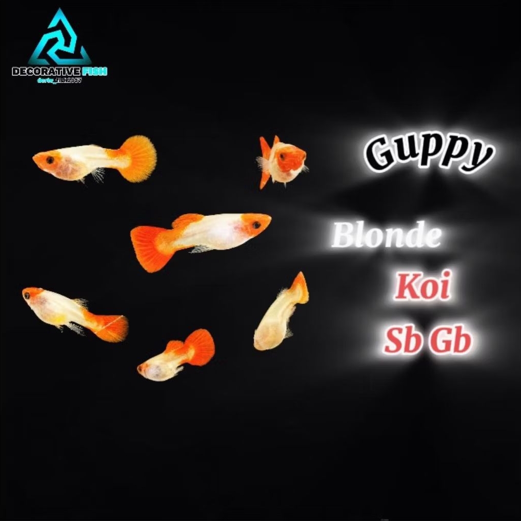 Hiasan Aquarium Guppy Blonde Koi Short Body Glass Belly