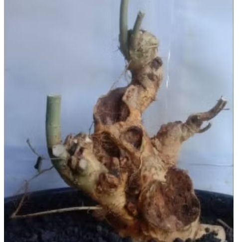 bahan bonsai serut medium