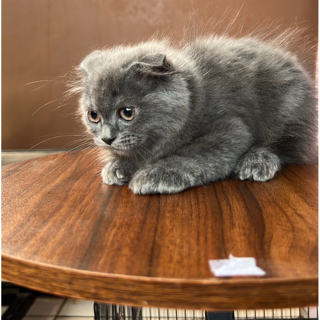 adopsi kucing scottish fold jantan kaki pendek blue tabby berkualitas