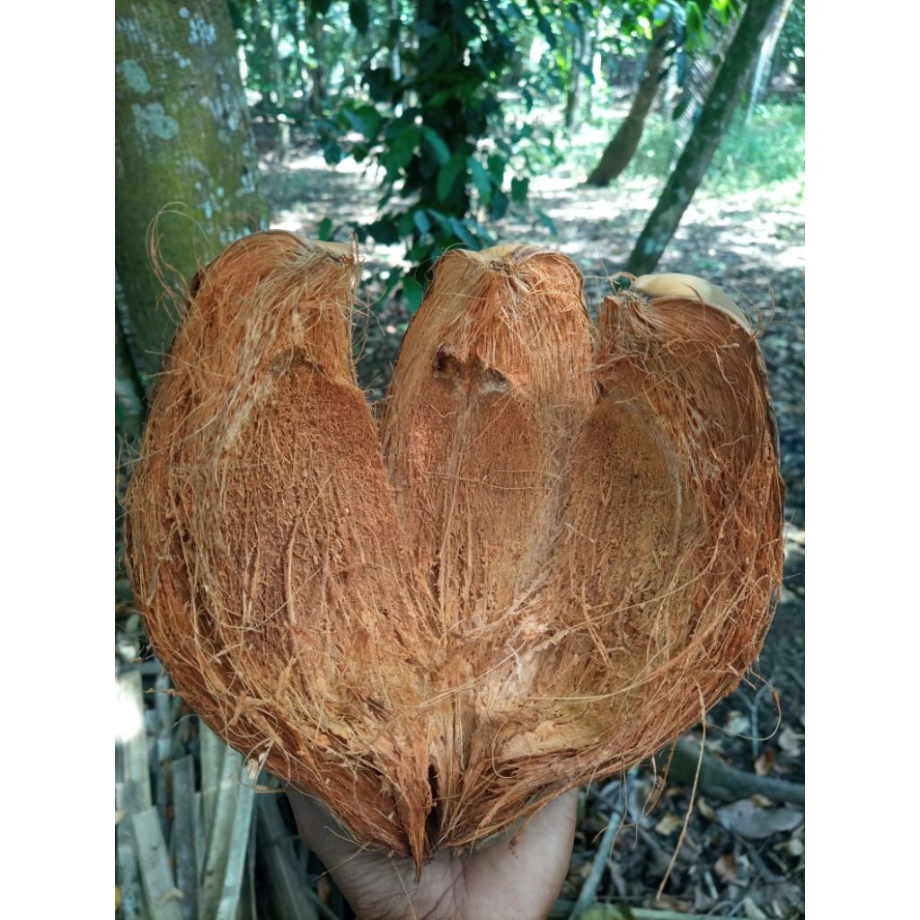sabut kelapa utuh