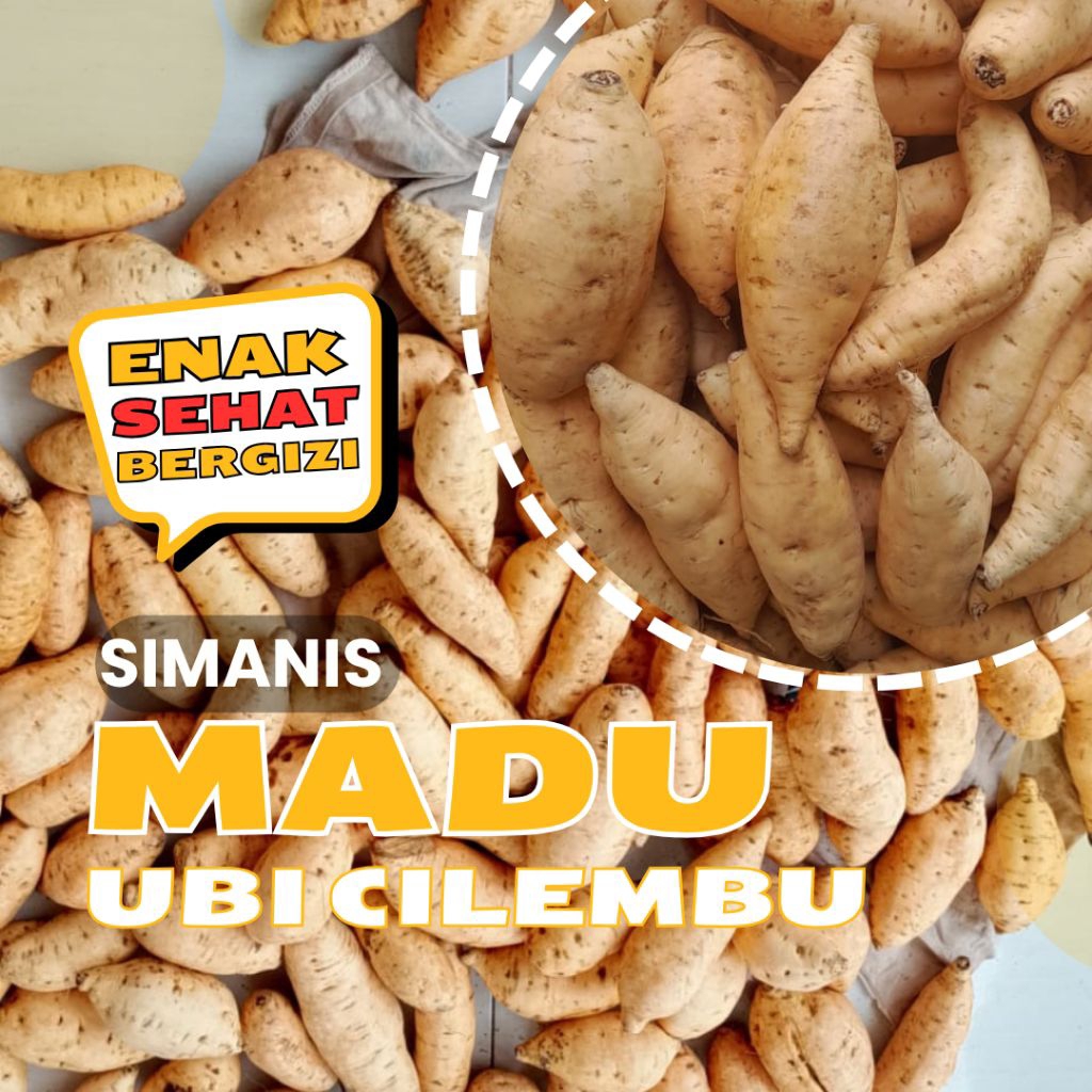 Ubi Cilembu | Ubi Asli Cilembu | simanis madu
