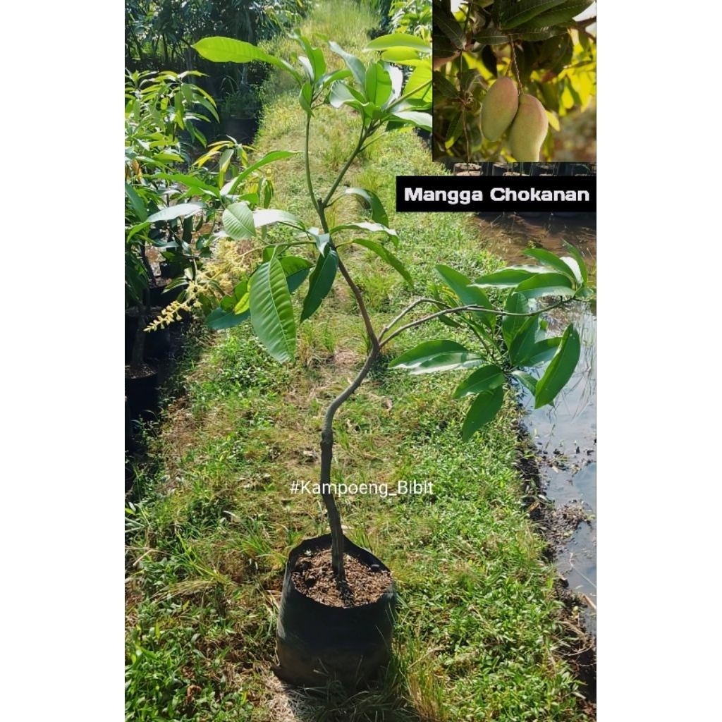 Bibit Mangga Chokanan_ Sudah Berbunga