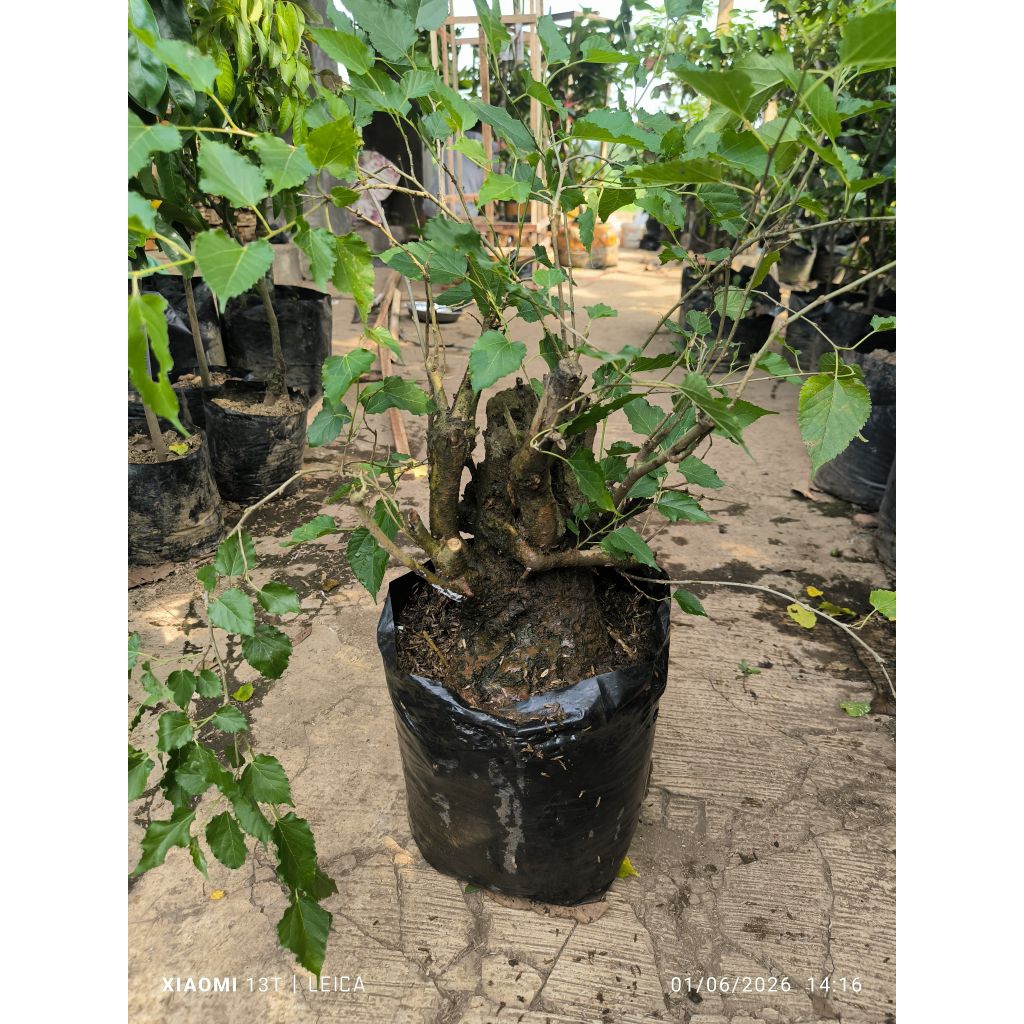 bonsai murbey bonggol purba (packing kayu)