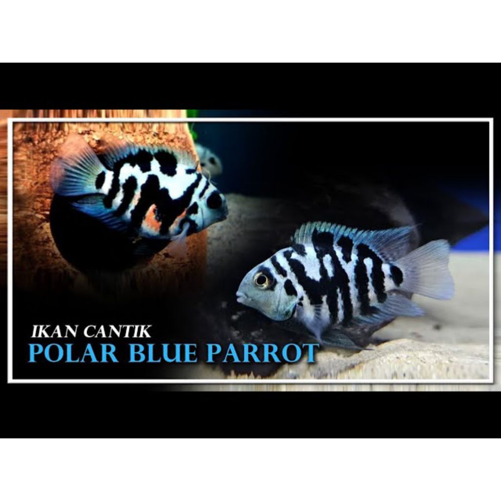 IKAN POLLAR BLUE PARROT