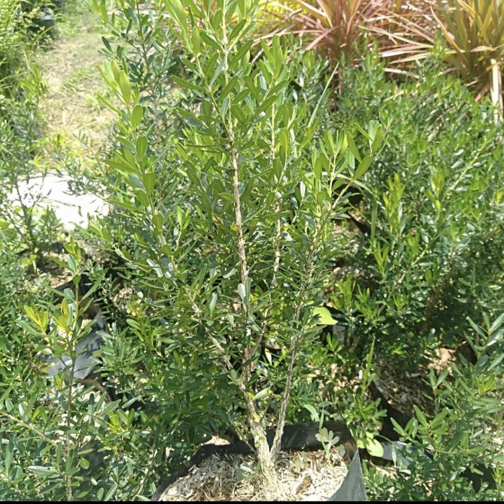 Pohon Boxus Tanaman Bahan Bonsai Pohon Boxus Batang Besar