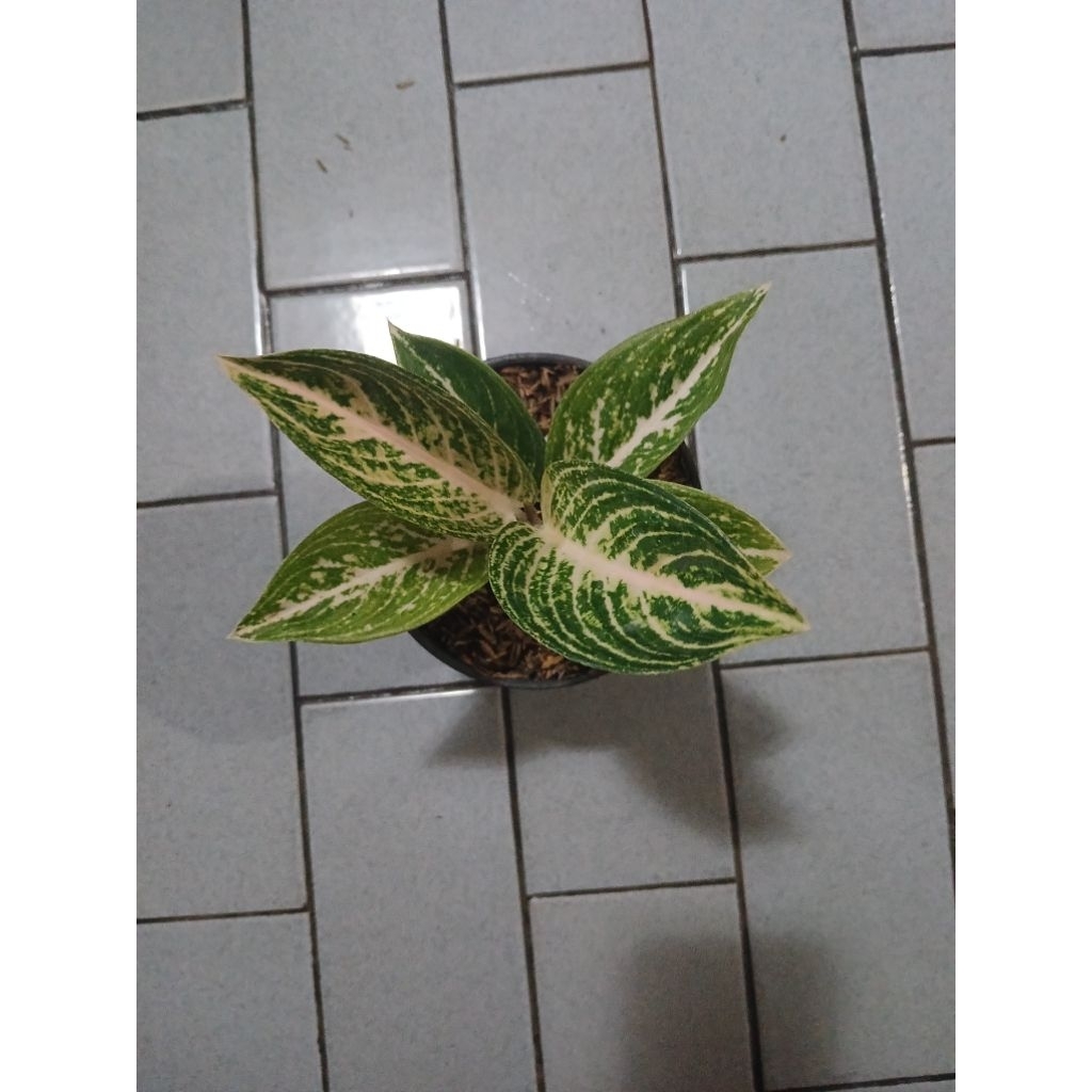 Aglaonema widuri putih