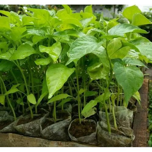 Bibit cabe rawit pedas produktif mudah ditanam di pot