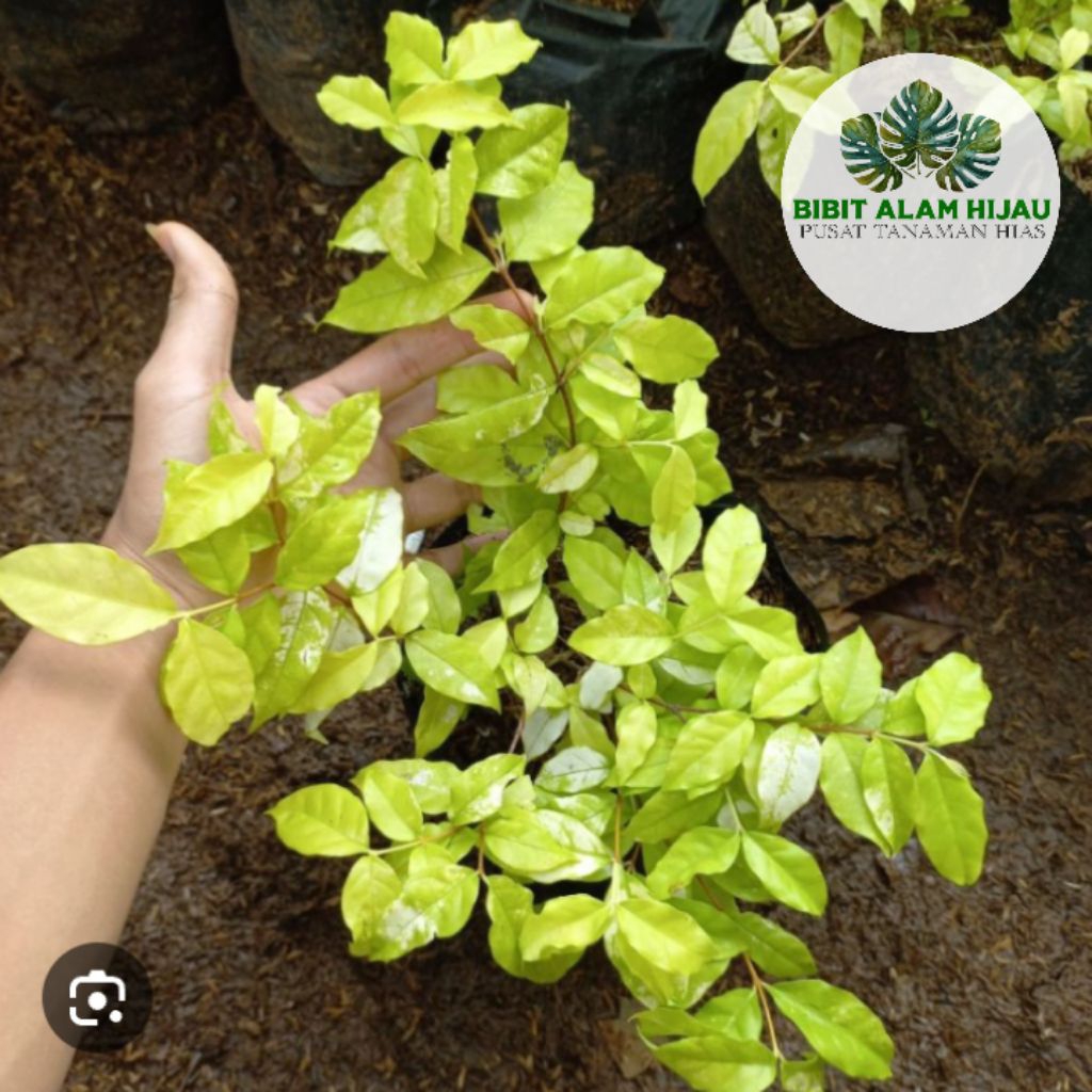 TERMURAH Bibit Bonsai Anting Putri - Bibit Tanaman Hias Anting Putri - Bonsai Anting Putri