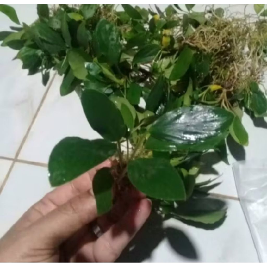 Tanaman Aquascape Cryptocoryne aura ful air