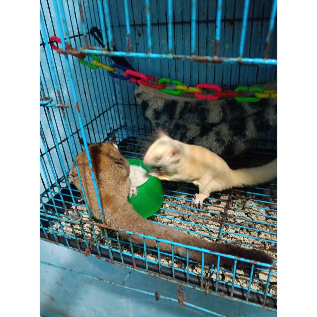 sugar glider sepasang