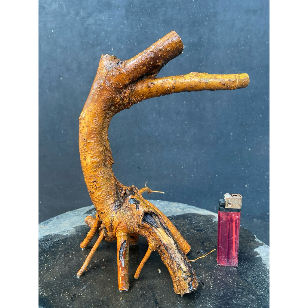 Dongkelan bahan bonsai Murbei