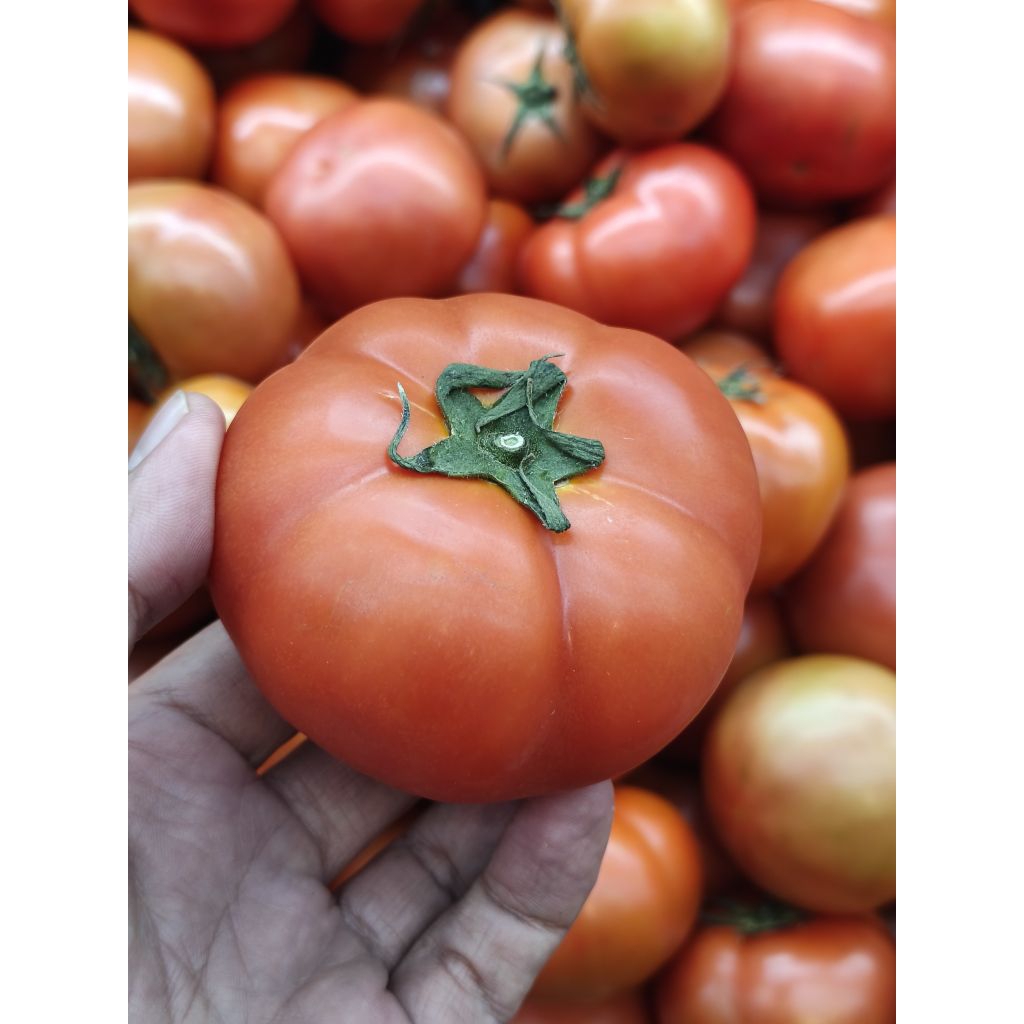 1kg Beef Tomato,  tomat beef burger