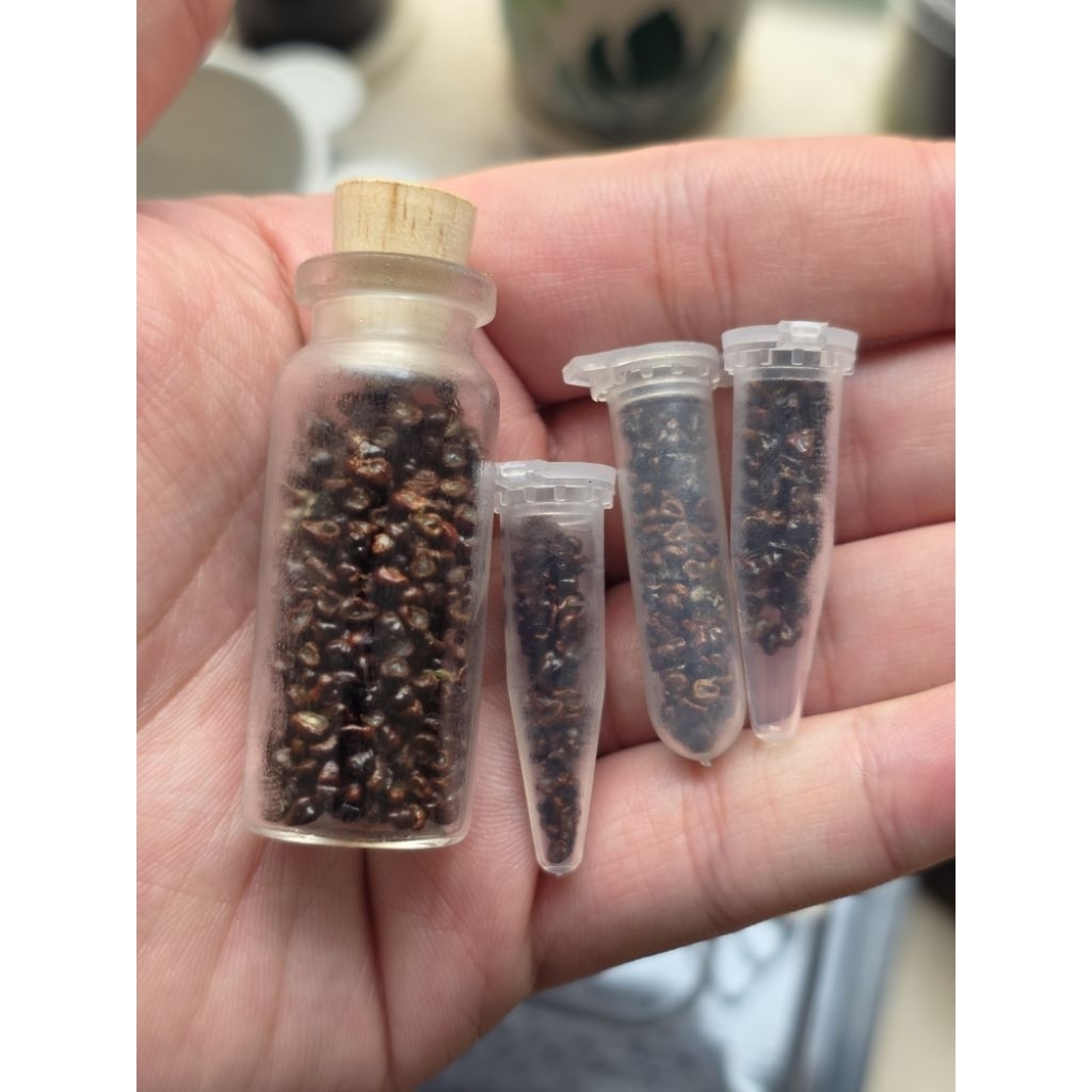 Seed / Benih / Biji Astrophytum Mix Super Kabuto, Lizard, Kikko, Squid, Snow, Hanazono, V type, Vari