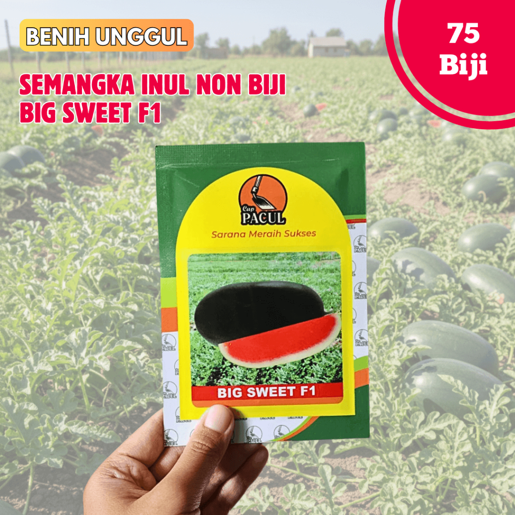 Benih Semangka Inul Non Biji BIG SWEET F! isi 75 Biji - Cap Pacul