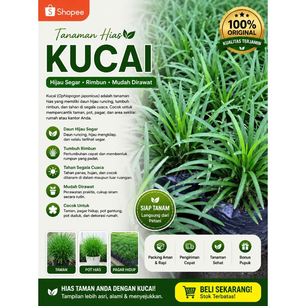 Tanaman Hias Kucai Siap Tanam ~ Kucai Siap Tanam Asli Original 10 Polybag