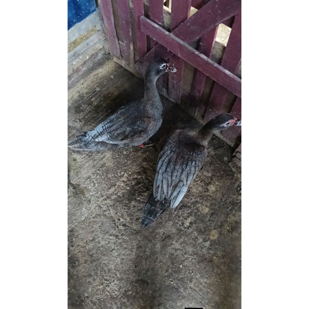 anakan entok hias riple metalik silver