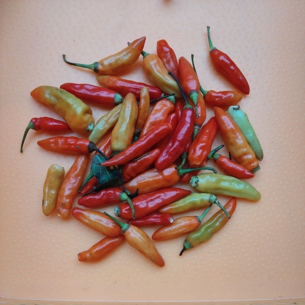 Cabe rawit/cabe setan pedas