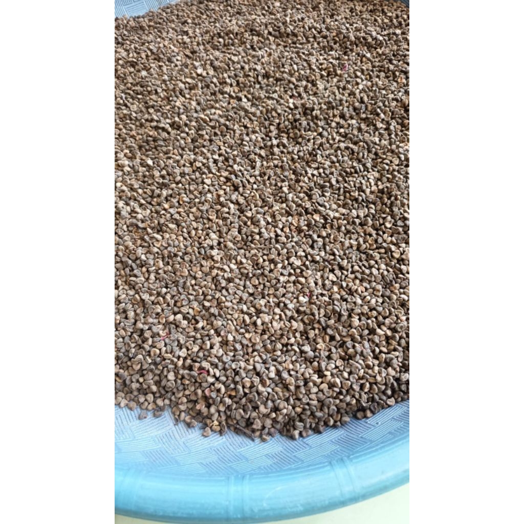 Biji bunga rosela / rosela / rosela kemasan 1kg
