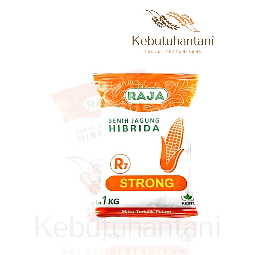 Benih Jagung Hibrida Raja R7 Strong - 1kg