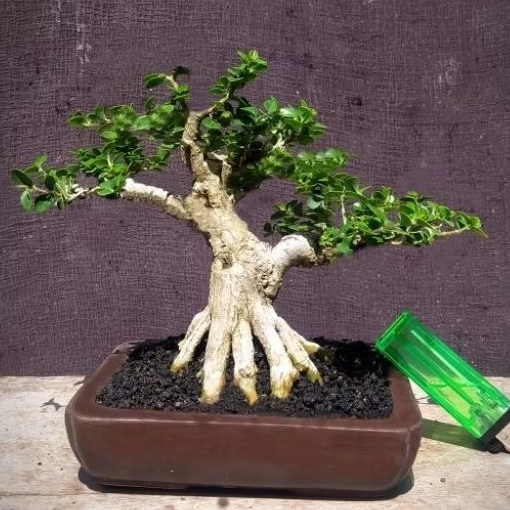 bonsai sancang prokar bogel karakter cakep + pot keramik realpic siap pajang / kontes