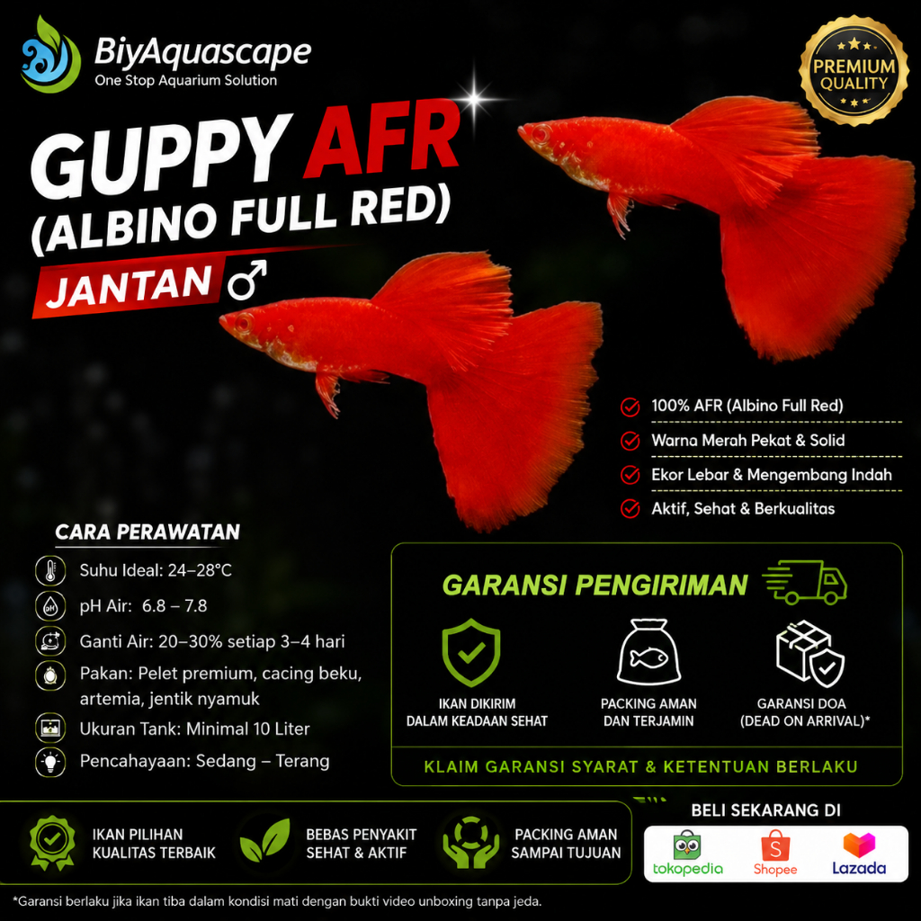IKAN HIAS AQUASCAPE GUPPY ALBINO FULL RED / IKAN HIAS GUPPY AFR / IKAN GUPPY ALBINO FULL RE ( AFR )