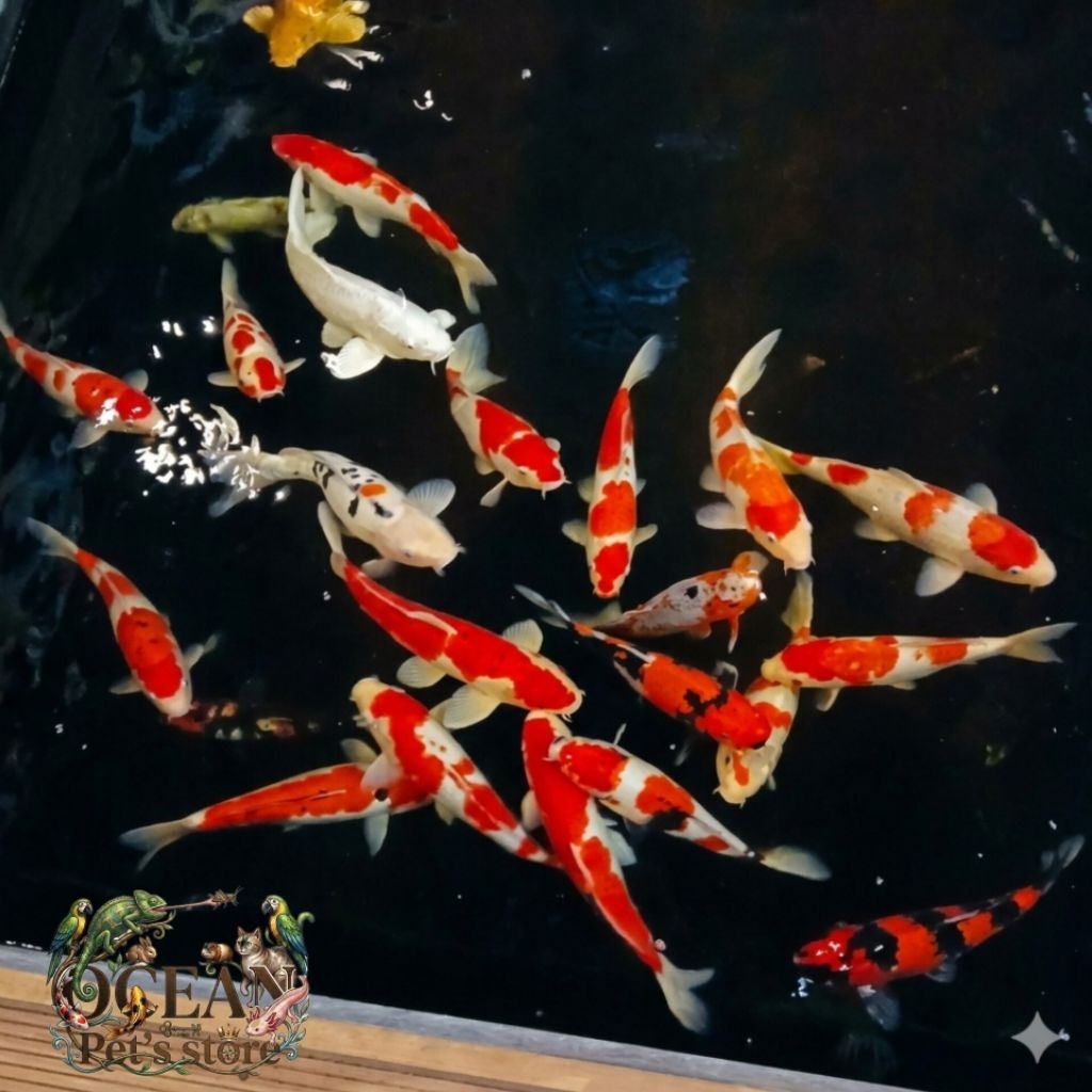 ikan koi bibit koi jenis random kohaku sanke Showa dan jenis lainya paketan isi 5-10 ekor