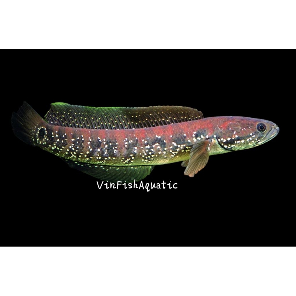 ikan chana asiantica, ikan hias( predator)