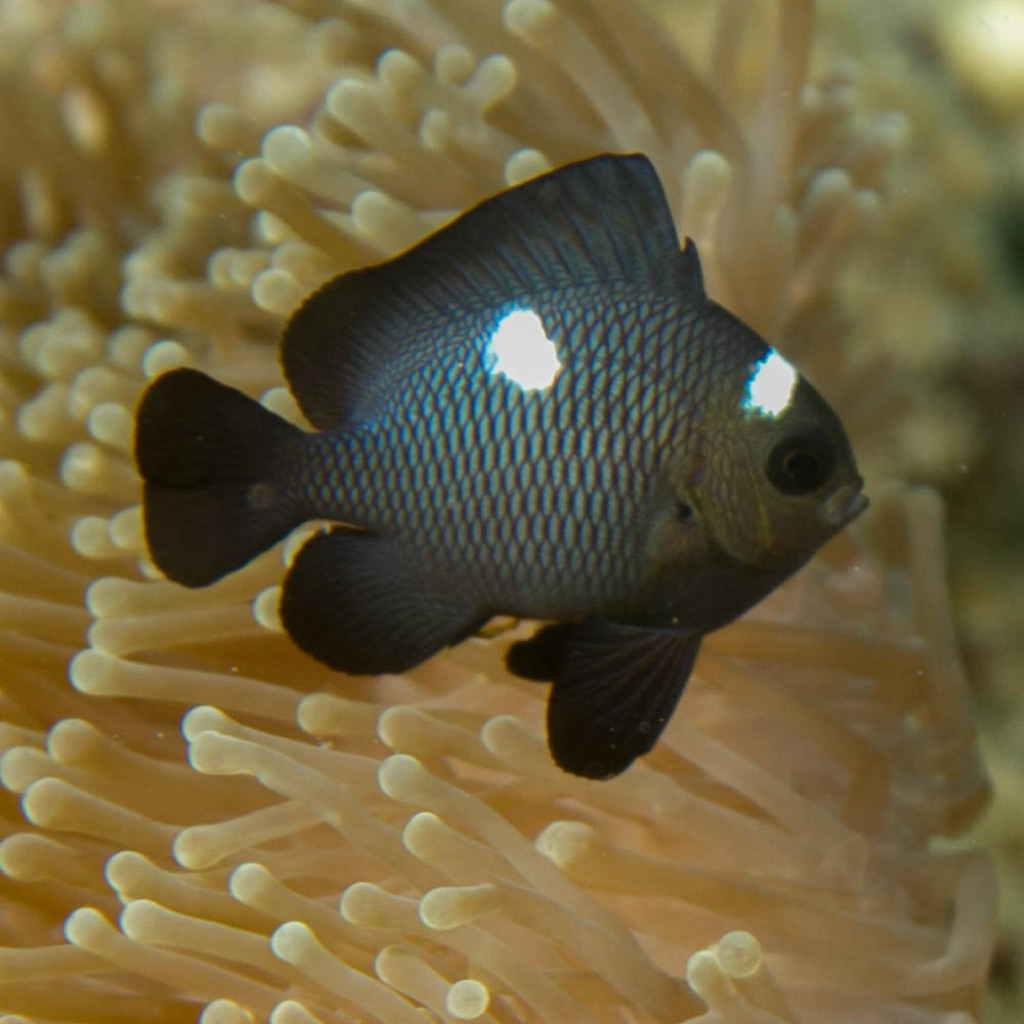ikan betok laut dakocan hitam domino damselfish