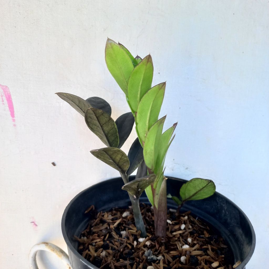 TANAMAN HIAS ZAMIA RAVEN
