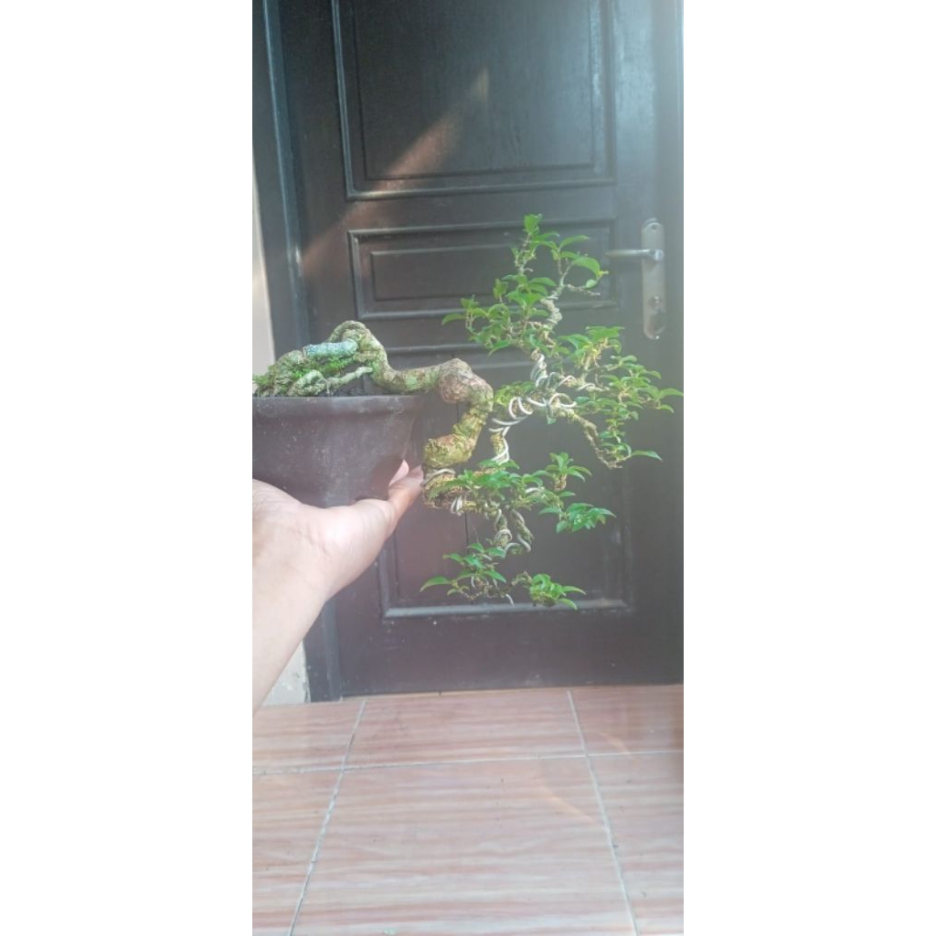 Bonsai Sakura Micro