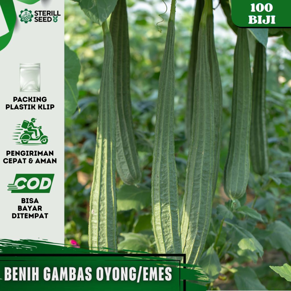 100± BIJI BENIH GAMBAS OYONG UNGGUL ASLI LOKAL (EXSTRA BONUS)