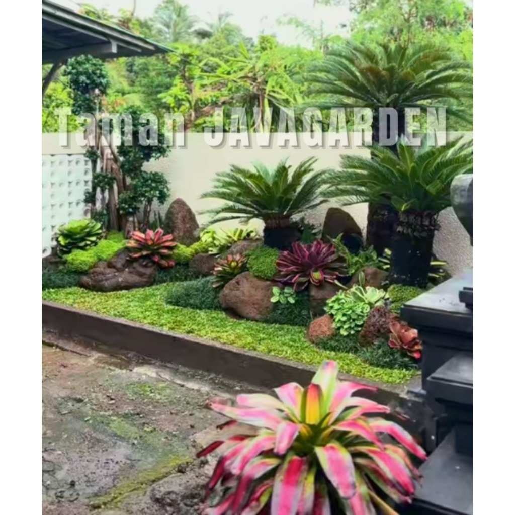Taman Sikas Kombinasi bonsai Dolar Mikro