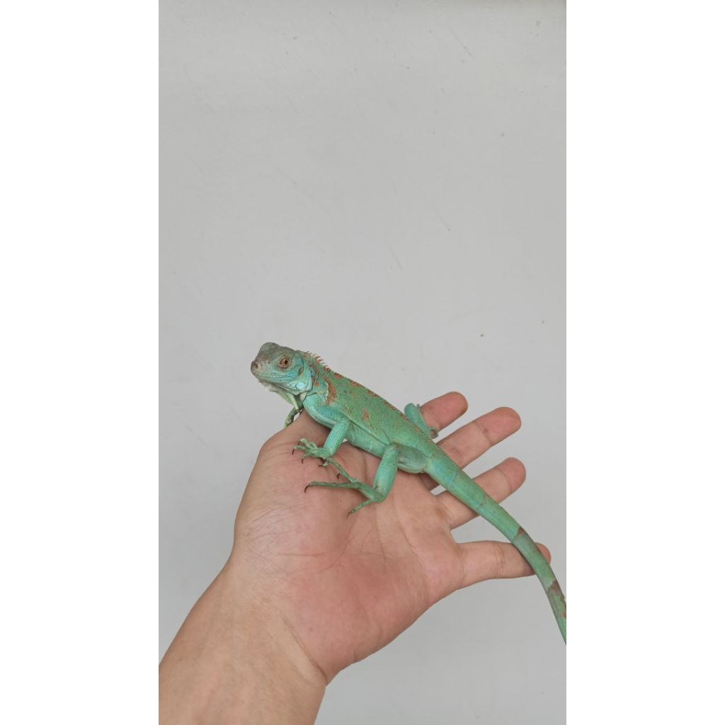 BLUE IGUANA / IGUANA CAKEP/ IGUANA BIRU / BIRU IGUANA