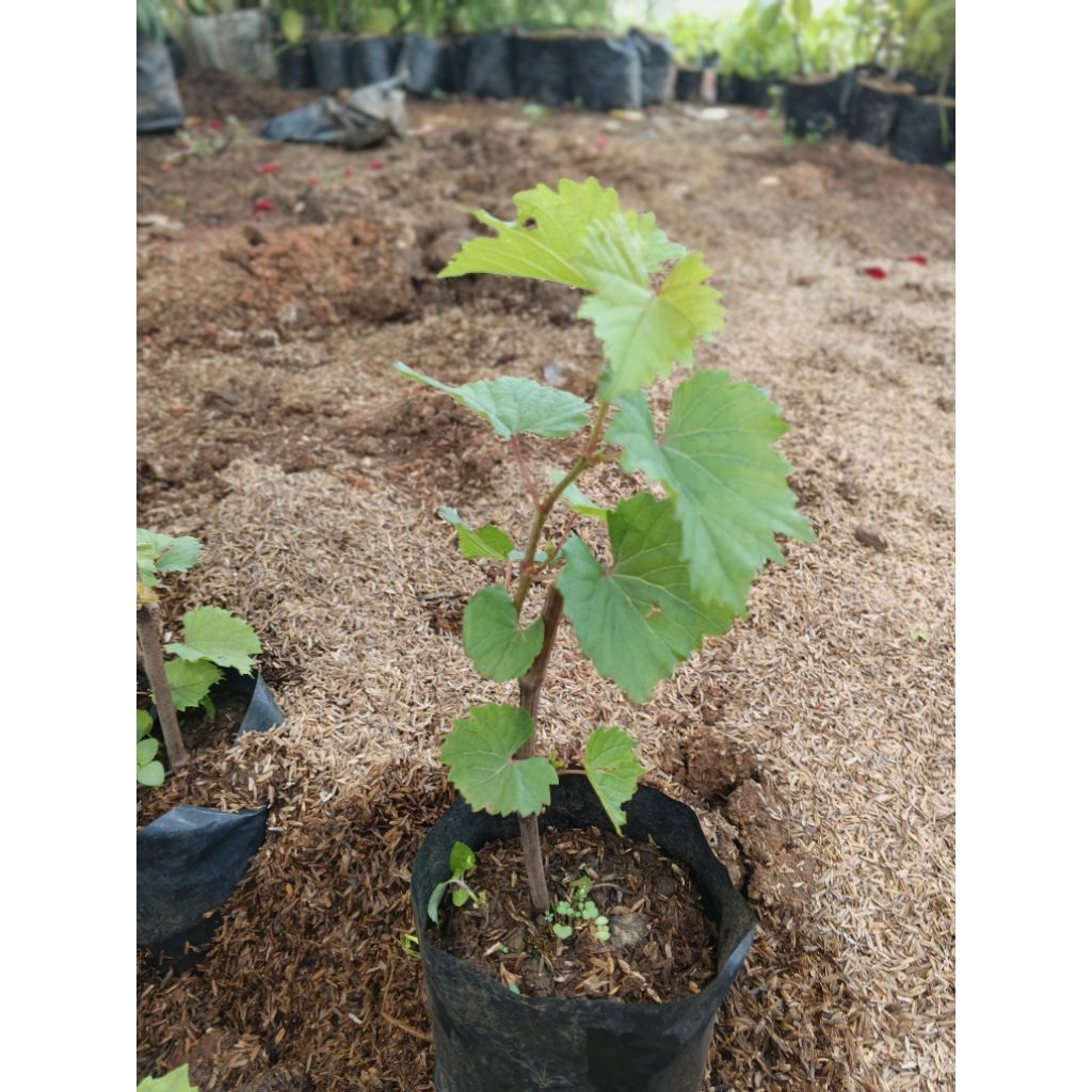 Bibit Anggur Red Master/ Bibit Pohon anggur