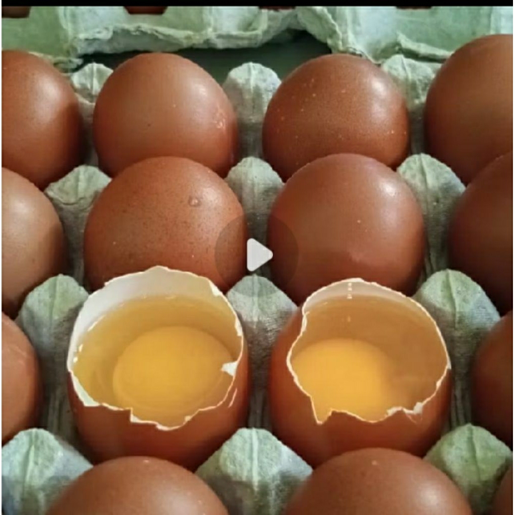 telur cangkang original 1kg