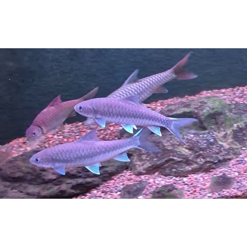 NEO STRACHEYI (Blue Mahseer Thailand)