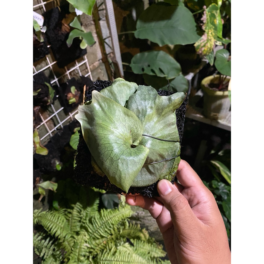 Platycerium grande